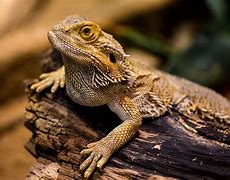 Image result for Lizards That Make Good Pets