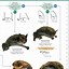 Image result for Types of Bats Species