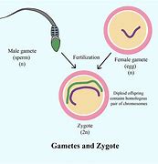 Image result for Gamete Anatomy