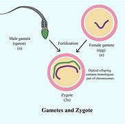 Image result for Animals Gametes Image