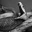 Image result for Deadly Black Mamba Snake