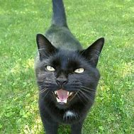 Image result for Cute Black Cat Funny
