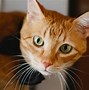 Image result for Cats Named Cupecake