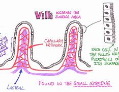 Image result for Villi in Small Intestine Microvilli