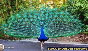 Image result for Black Shoulder Peafowl
