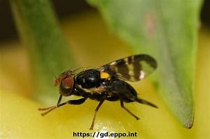 Image result for "cherry-fruit-fly"