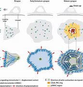 Image result for Mouse T-cell Activation