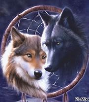 Image result for Wolves for Kids