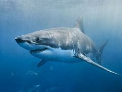 Image result for Great White Shark Color