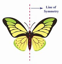 Image result for What Shape Has One Line of Symmetry