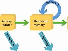 Image result for Human Memory Storage