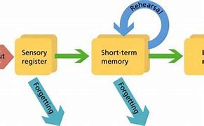 Image result for Brain Memory Storage