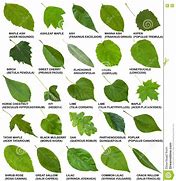 Image result for Different Types of Tree Leaves