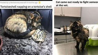 Image result for Tortoise Shell Cat Meme