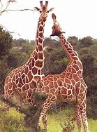 Image result for World's Tallest Animal