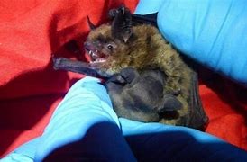 Image result for Indiana Bat Hibernaculum