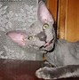 Image result for Scary Cat Faces Meme