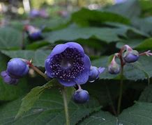 Image result for Deinanthe caerulea