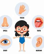 Image result for Five Senses Body Parts Person