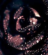Image result for Black Rose Metallic Gold Background