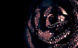 Image result for Black Backgroung with Golden Rose