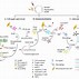 Image result for Pigment Epithelium of Retina Histology