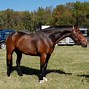 Image result for Celtic Horse Breeds