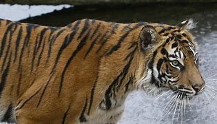 Image result for Tiger Azim London Mauled Female