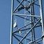 Image result for 3 Network Wi-Fi Tower