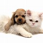 Image result for Dogs and Cats Playing Wallpaper
