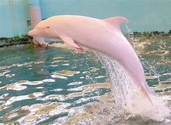 Image result for Pink Dolphin Jumping Out of Water