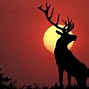 Image result for Stag Wallpaper
