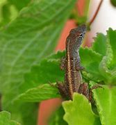 Image result for Brown Anole Lizard