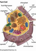 vacuole 的图像结果