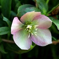 Helleborus Glendas Gloss 的图像结果