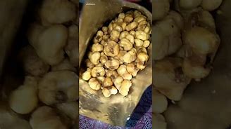 Image result for Siga Corn