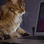 Image result for All Cat Memes