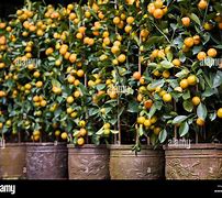 Image result for Small Mandarin Orange