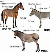 Image result for What Is the Difference Between Mule Jenny Donkey and Burro