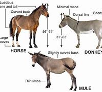 Image result for Horse Height Conversion Chart