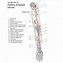 Image result for 9 Inch Wrist