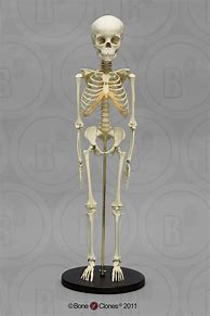Image result for 6 Year Old Skeleton