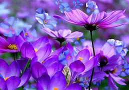 Image result for Floral Purple Wallpapers