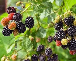 Image result for Rubus fruticosus Hull Thornless