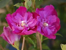 Image result for Hibiscus syriacus Purple Ruffles