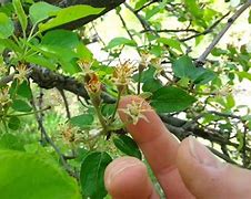 Image result for Apple Tree Identification