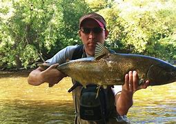 Image result for Salmon Fishing Milwaukee River