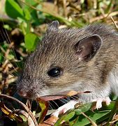 Image result for Small Field Mouse