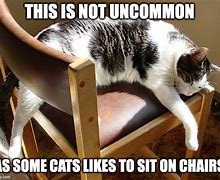 Image result for Angry Cat in Chair Meme