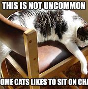 Image result for White Cat On Chair Meme